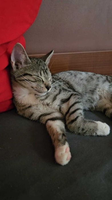 Siostra już w domu, a on wciąż czeka... Poznaj cudownego Stasia.