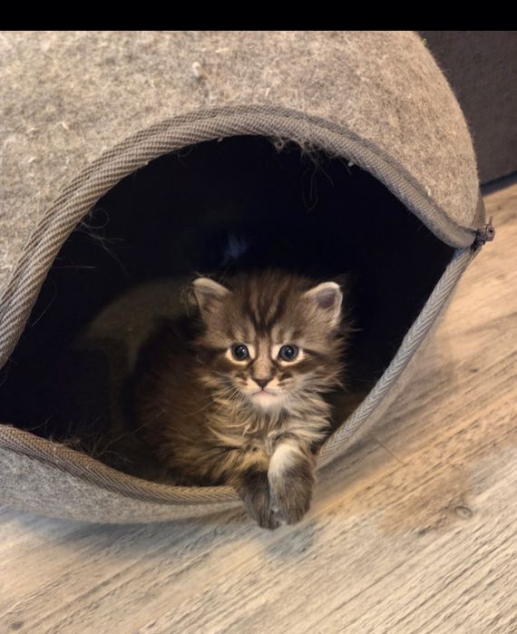 ZAREZERWOWANY. Maine Coon kocurek Boston