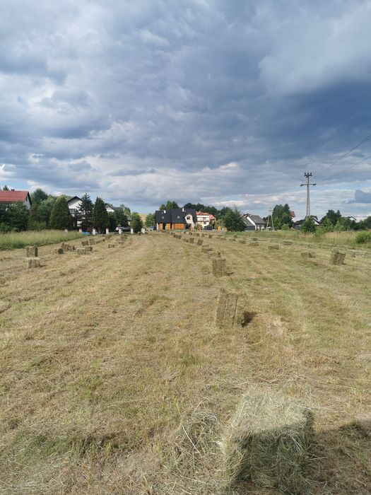 Siano kostka 2025r. Z prasy z224 duże kostki