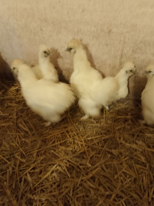 Sprzedam kurki ozdobne