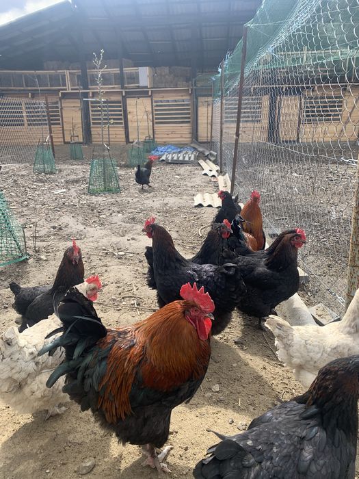 Інкубаційні яйця курей породи Маран