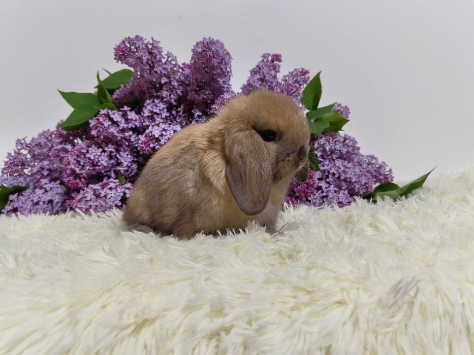 Króliczki Mini Lop. Maluszki do rezerwacji z kompletem szczepień.