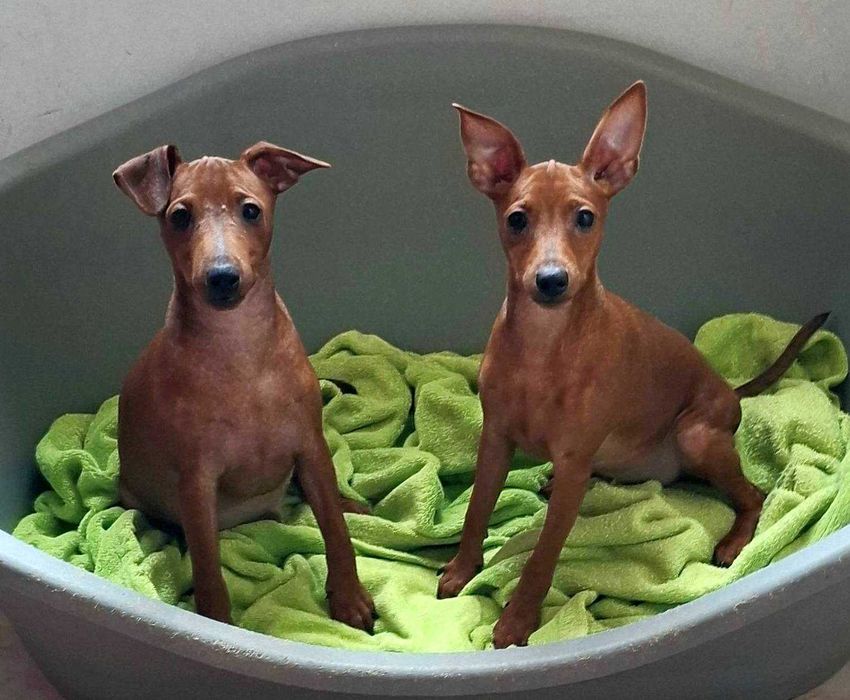 Pinczer, pinczery, pinczerki miniaturowe z metryczkami FCI