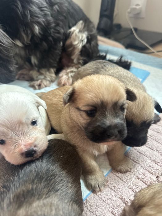 Małe szczeniaczki szukają dobrego domu