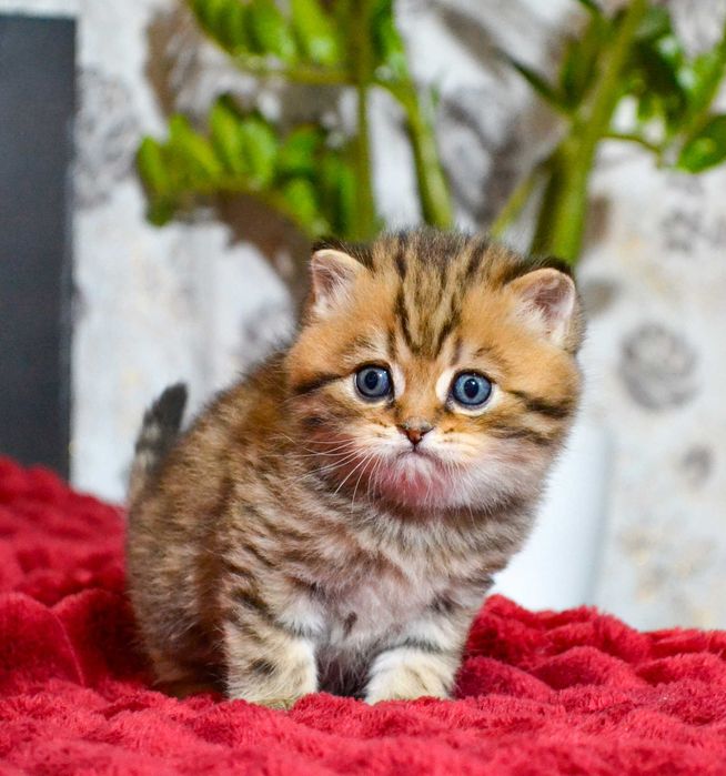 Скоттіш Страйт Julik з тестами у батьків