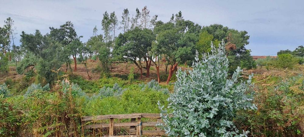 Quinta com 10 hectares, Cernache do Bonjardim, no Centro de Portugal.