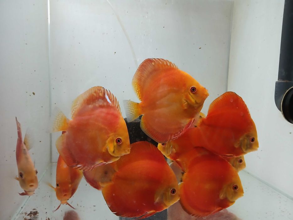 PALETKI *** DYSKOWCE  Red Melon 13- 14cm