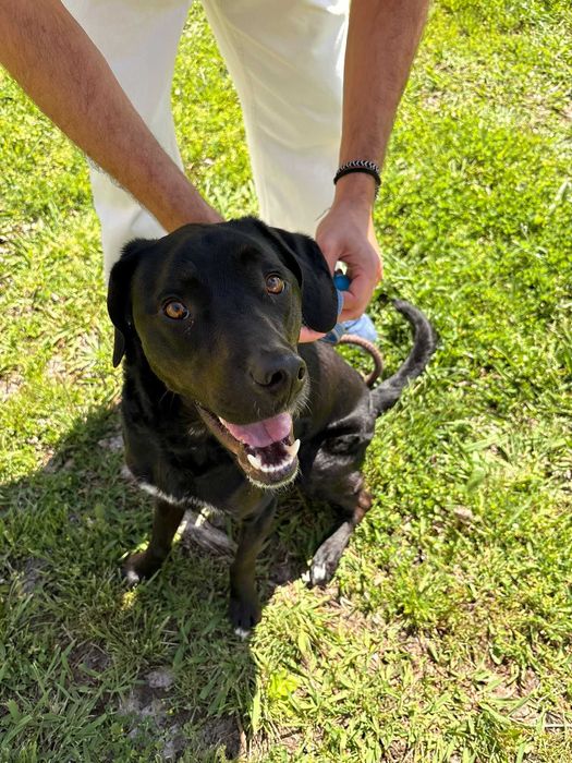 Pet sitting- Alverca do Ribatejo