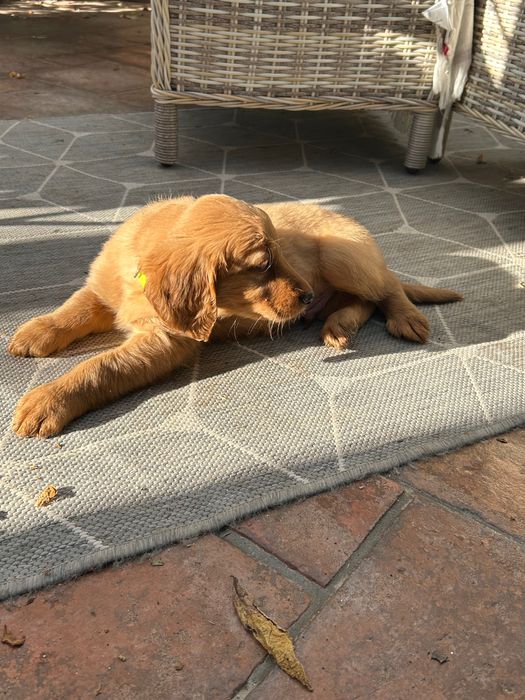 Szczeniaki Golden Retriever