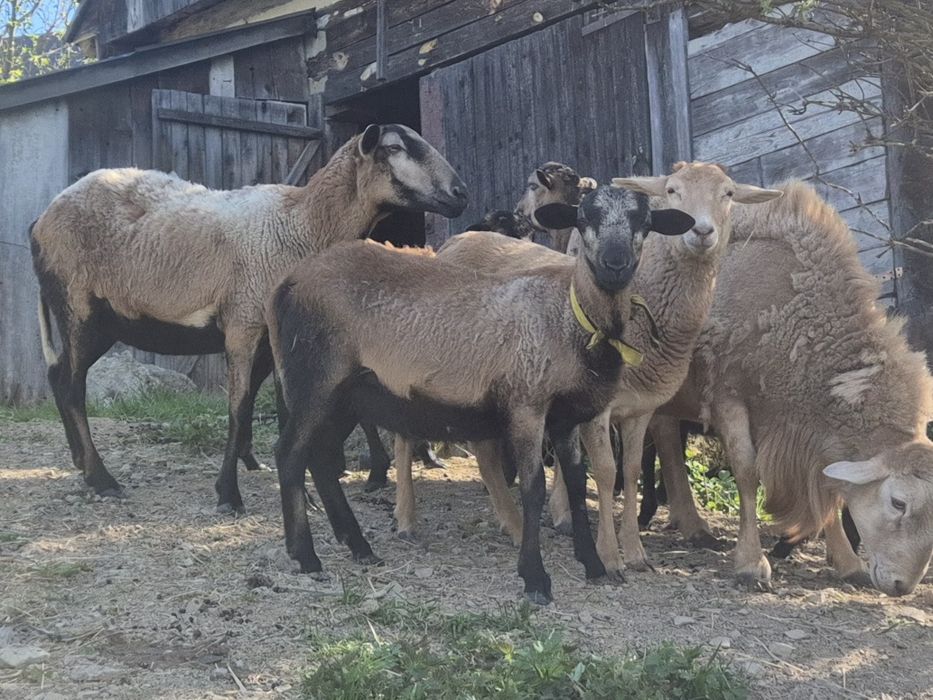 Owce, jagnięta - barbadosy, nolany