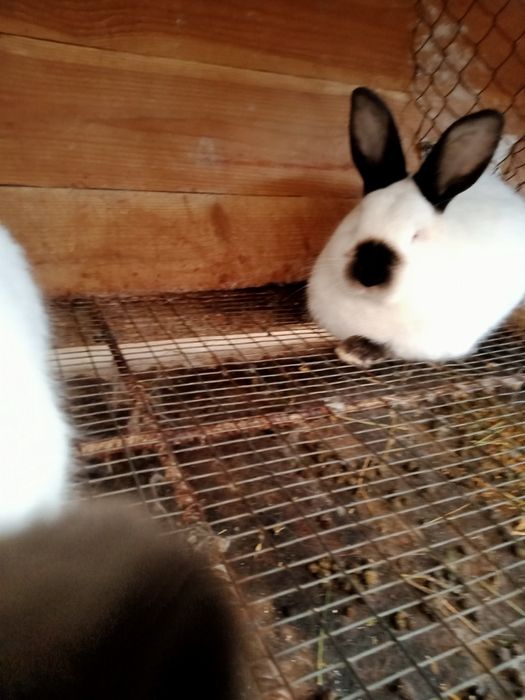 Кролики каліфорнійські(самиці, самці,пари, кроленята))