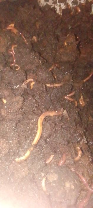 Дощовий хробакСтаратель