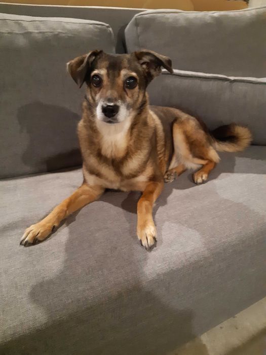 Piękne pieski duzy wybor ADOPCJA!