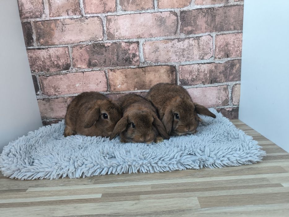 Króliczki karzełki baranki mini króliki kroliczki