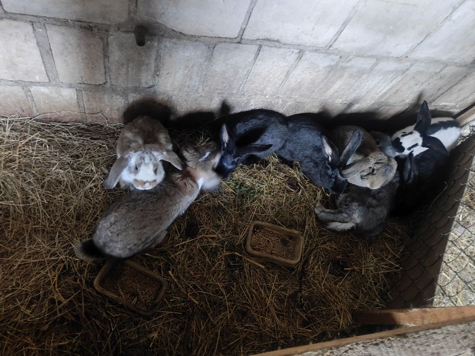 Samce barany francuskie i inne