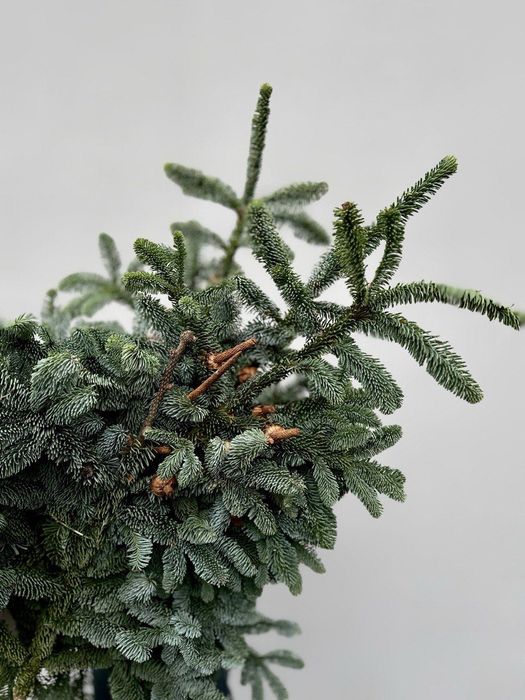 Банчі нобіліс 5 кг — ялинка для декору!