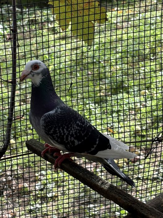 Casais - pombos correios linha antiga