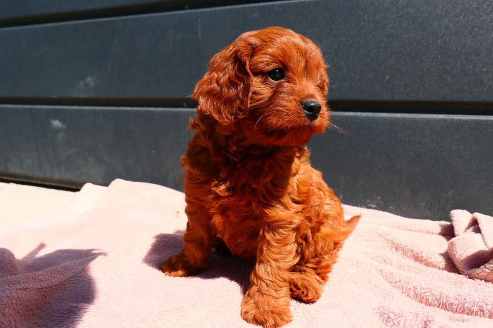 Cudna dziewczynka Cavapoo
