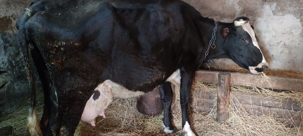 Продам корову на хозяйство