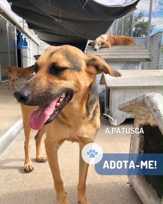 Patusca cadela jovem porte medio