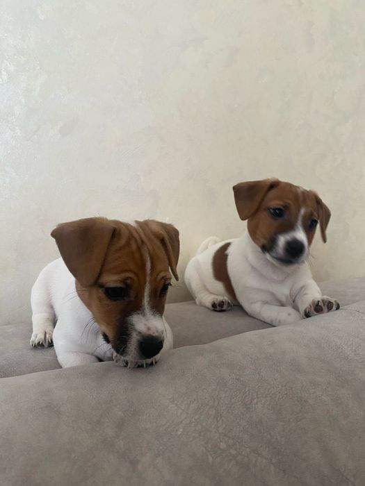 Джек-рассел терєр цуценята,  активні здорові