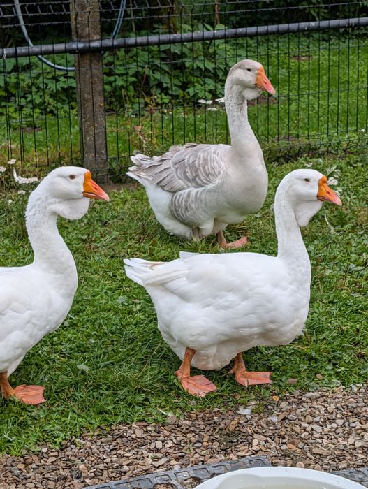 Gęś chołmogor gąska