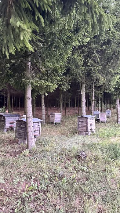 Sprzedam 10 uli rodzin pszczelich