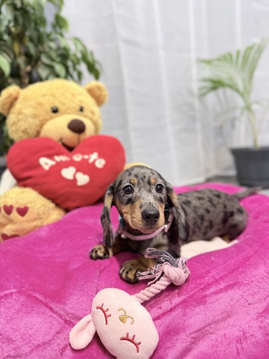 Teckel menina Arlequim com Lop (pedigree)