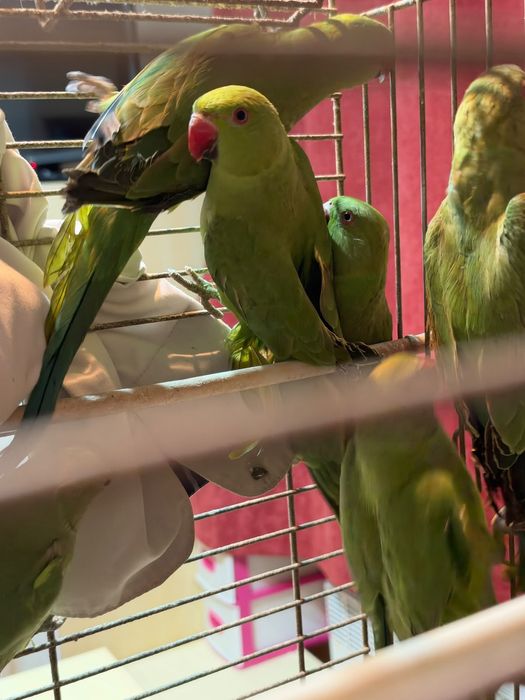 Ring Necks Verdes