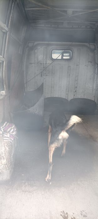 Продам Fiat ducato maxi