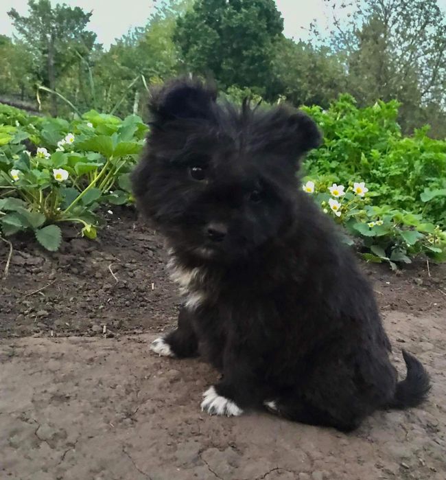 Віддам в хороші руки