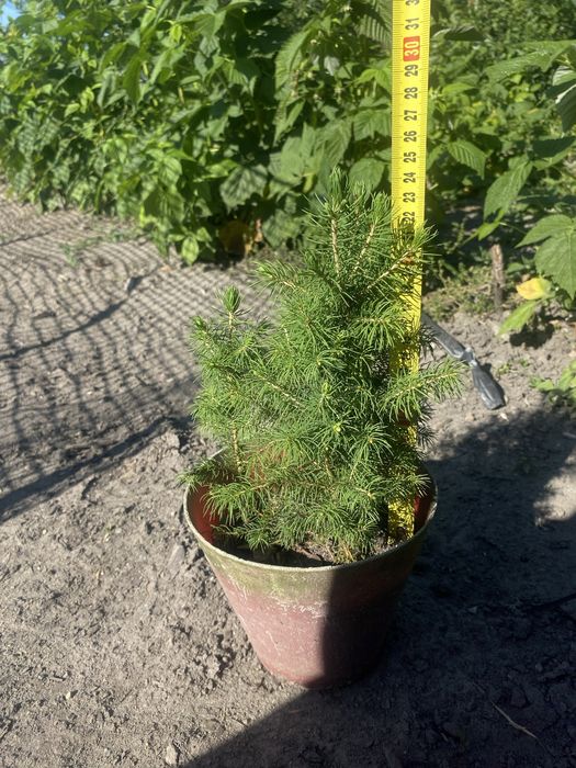 Świerk Conica sadzonki