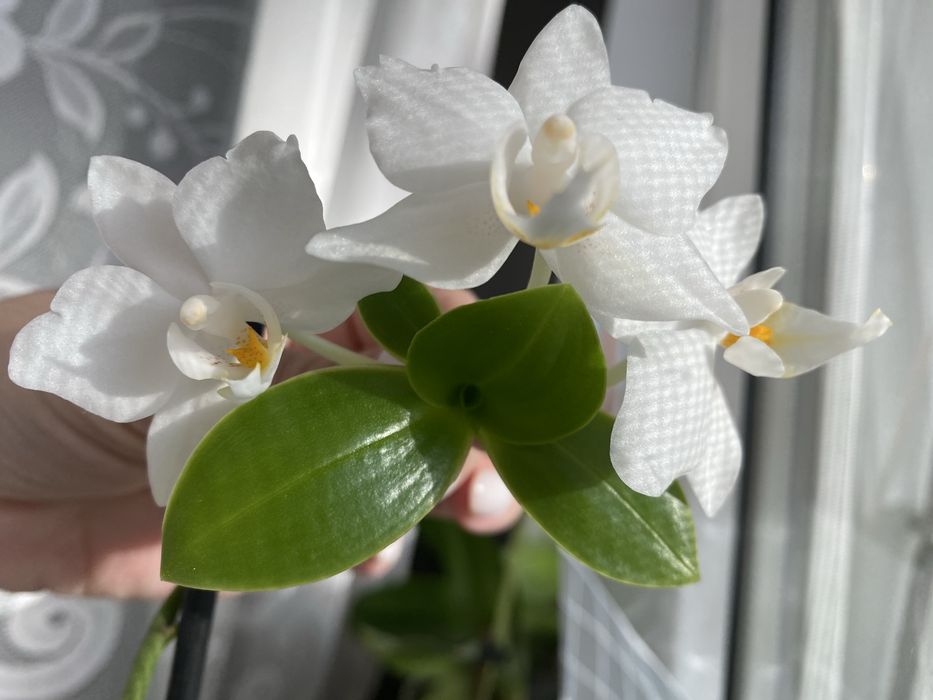Орхідея Phalaenopsis Soft Cloud