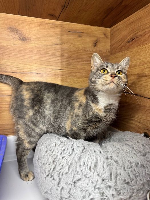 Киця безкоштовно ( стерилізована )