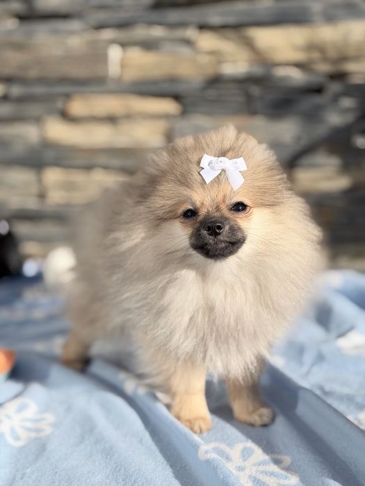 Lulu da Pomerânia menino Micro Miniatura com Lop e Afixo