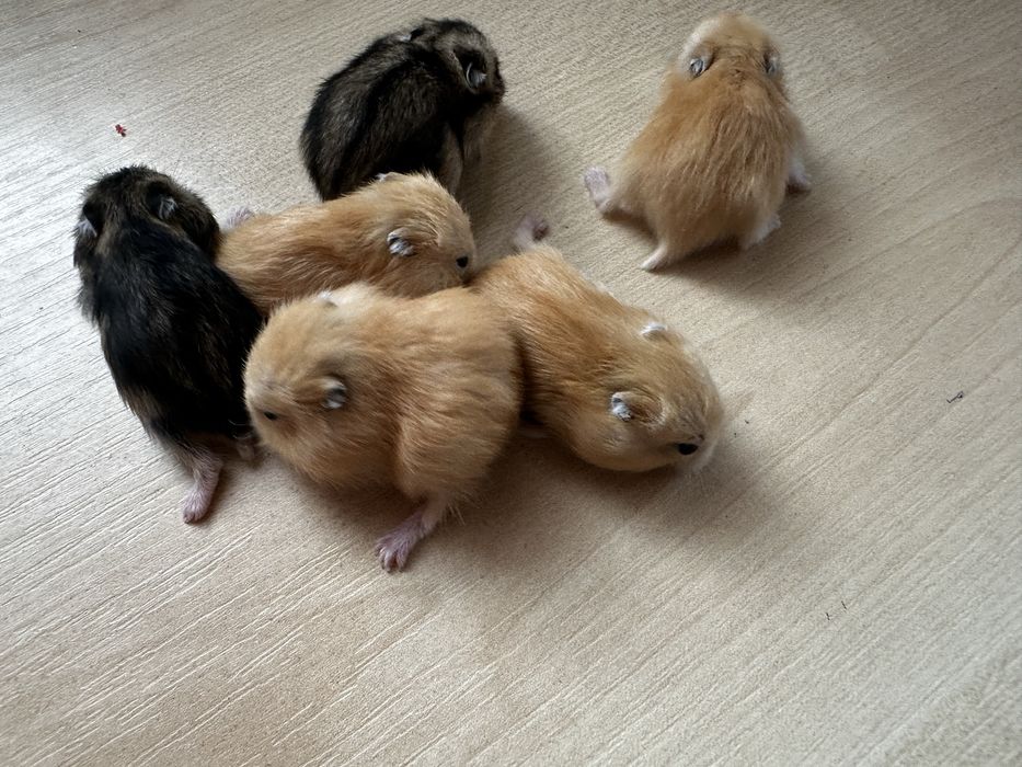 Хомʼяки джунгарські. Джунгарские хомячки.