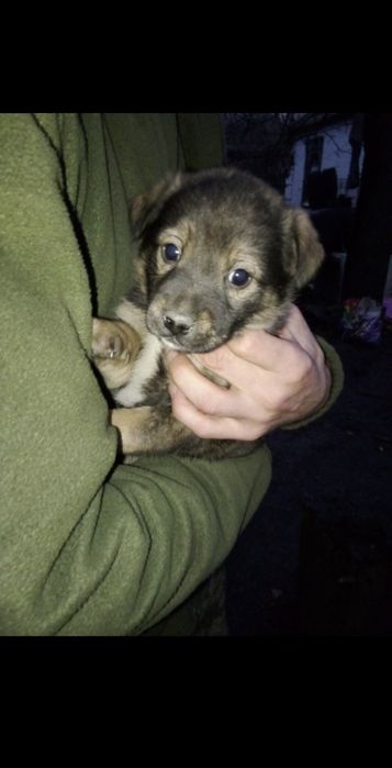 Срочно отдам щенков 2х месячных  Днепр Синельникова