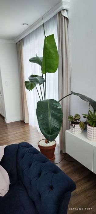 Strelicja biała | strelitzia nicolai 250cm + gratis dwie o wys. 100cm