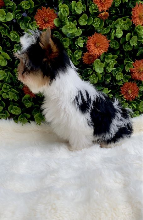 Бівер, Бівер йорк