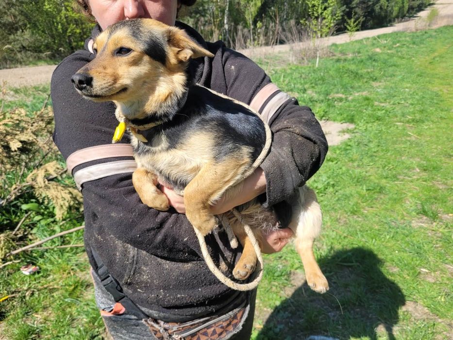Maleńka Ola do adopcji