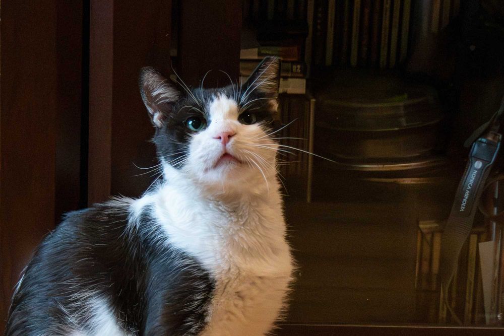 Izydor jest już gotowy na podróż życia, może właśnie z Tobą?