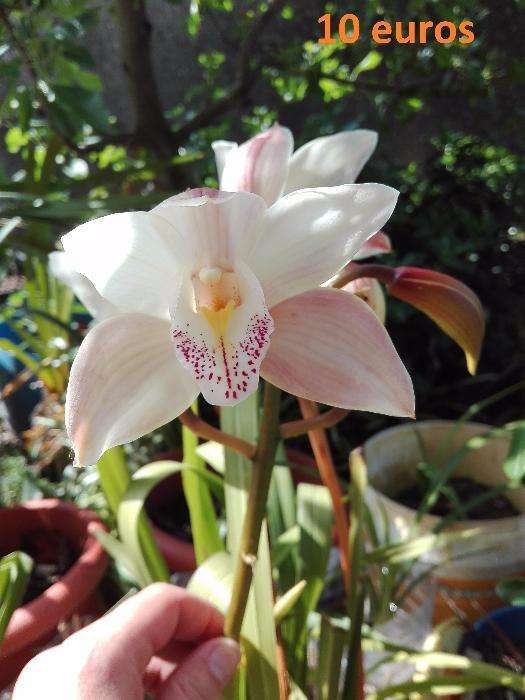 Orquídeas de propagação particular