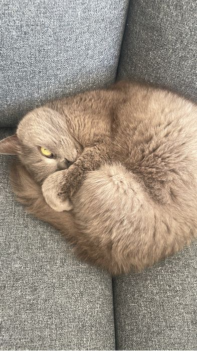 Petsitting zona vila do conde e povoa de varzim