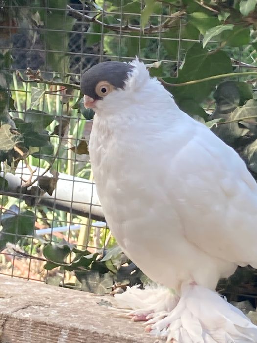 Gołąb Krymek Polski