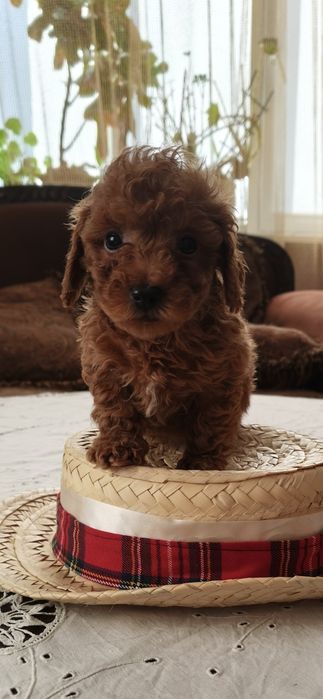 Цуценята той пудель с документами КСУ