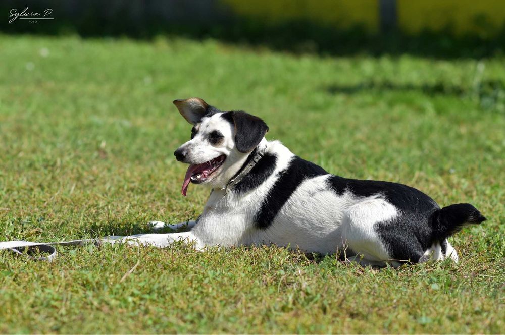 Gapa - wesoły i tryskający energią nieduży psiak