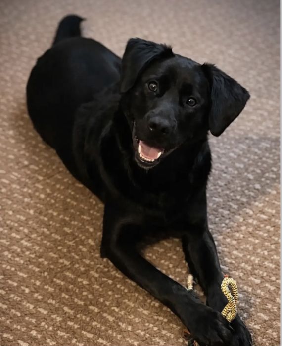 Cãozinho jovem para adoção responsável