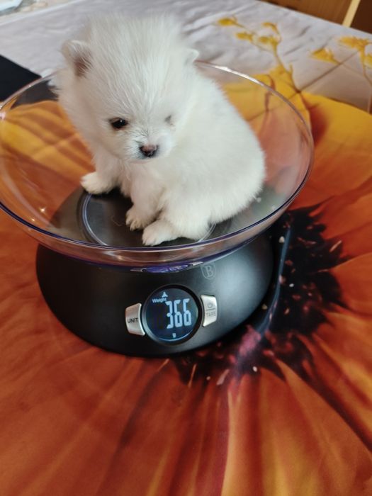 Lulu da Pomerânia menina mini