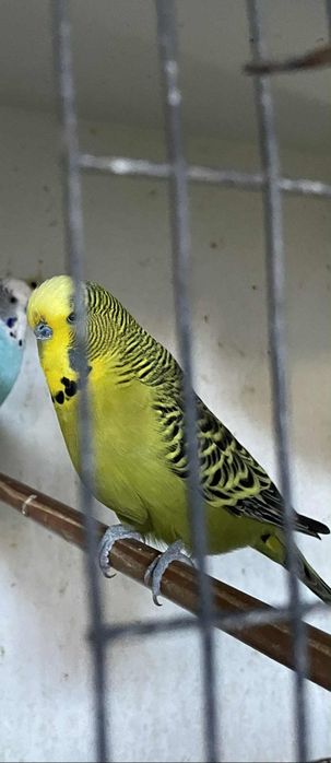 Vendo periquito com gaiola