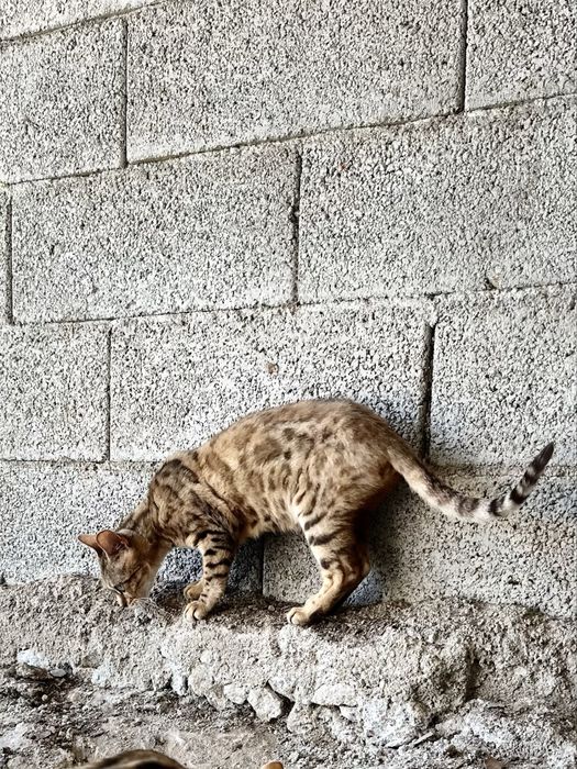 Gatinho Bengal  menino/menina